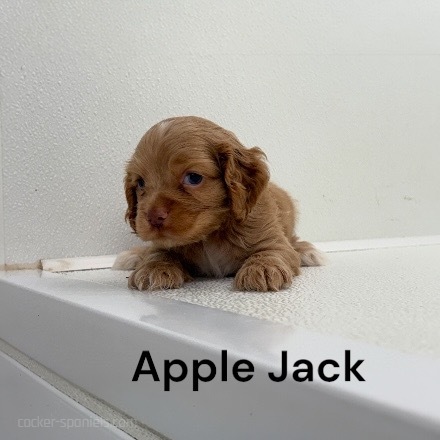 puppy, for, sale, Cocker Spaniel, Joe & Cherri  Overlease, dog, breeder, Miller, MO, dog-breeder, puppy-for-sale, forsale, nearby, find, puppyfind, locator, puppylocator, aca